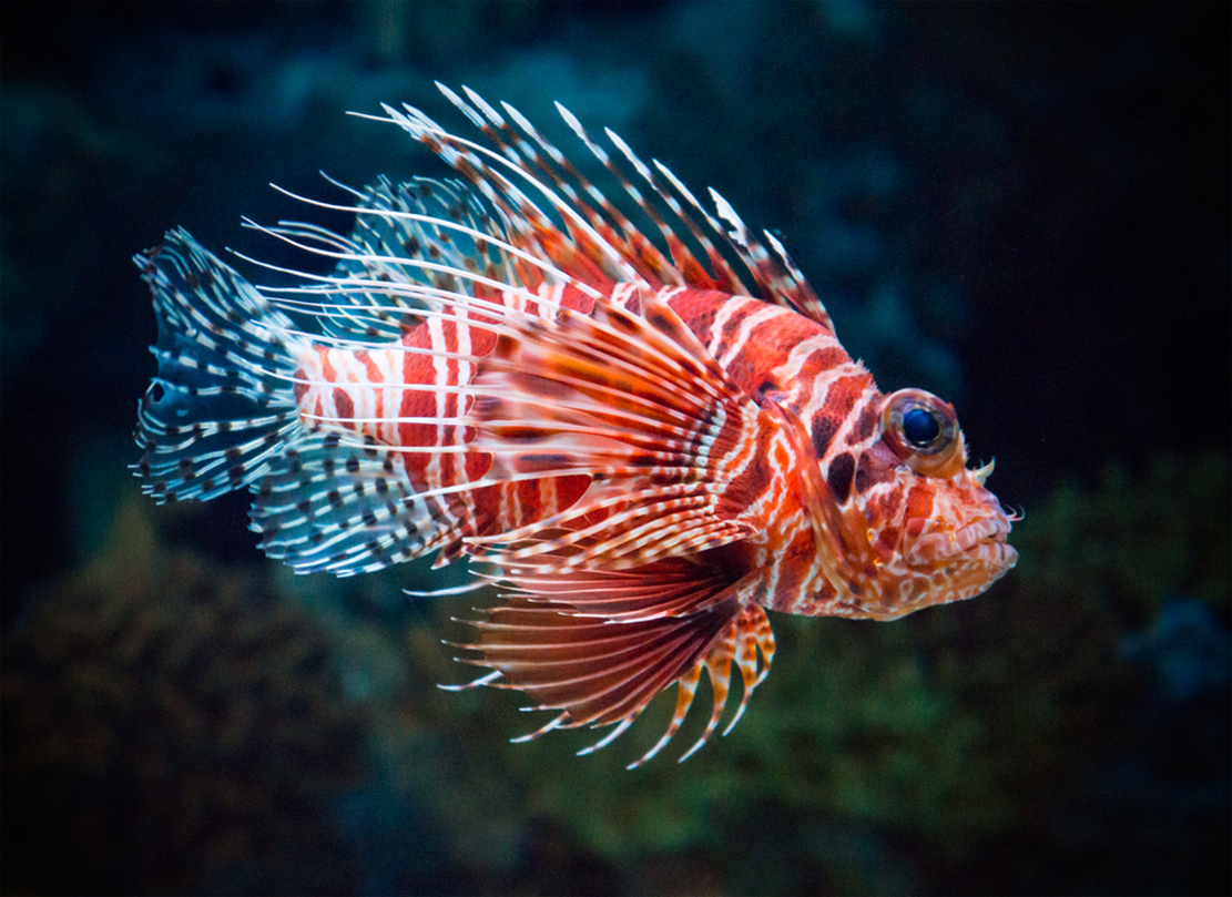 giftiger-eindringling-der-rotfeuerfisch-im-mittelmeer